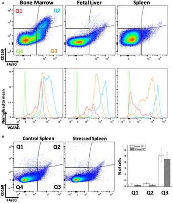 Unraveling Macrophage Heterogeneity in Erythroblastic Islands